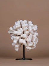 One of a Kind Pocillopora Meandrina Coral
