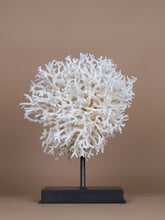 One of a Kind Seriatopora Hystrix and Bird Nest Coral