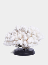 Objet de Curiosite Coral Pocillopora Meandrina On Black Base