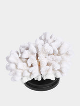 Objet de Curiosite Coral Pocillopora Meandrina On Black Base