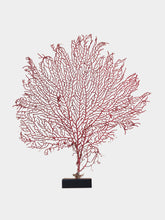 One of a Kind Red Gorgonian Sea Fan