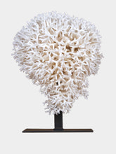 One of a Kind White Seriatopora Hystrix Bird Nest Coral