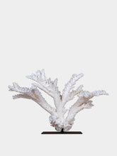 One of a Kind White Acropora Florida Coral