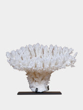 One of a Kind White Acropora Latistella Coral