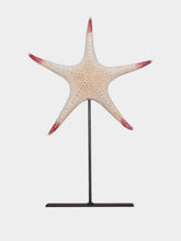 One of a Kind Poraster Superbus Sea Star