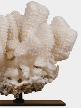 One of a Kind Pocillopora Eydouxi Coral