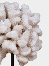 One of a Kind Pocillopora Meandrina Coral