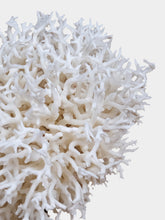 One of a Kind Seriatopora Hystrix and Bird Nest Coral