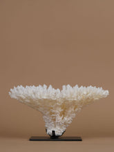One of a Kind Acropora Latistella Coral