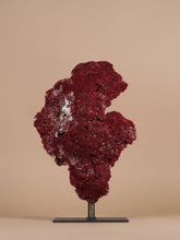 One of a Kind Tubipora Musica Coral