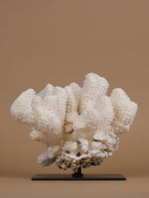 One of a Kind Pocillopora Eydouxi Coral