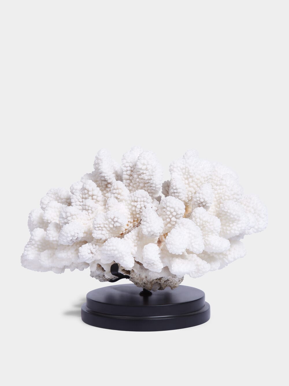 Coral Pocillopora Meandrina On Black Base