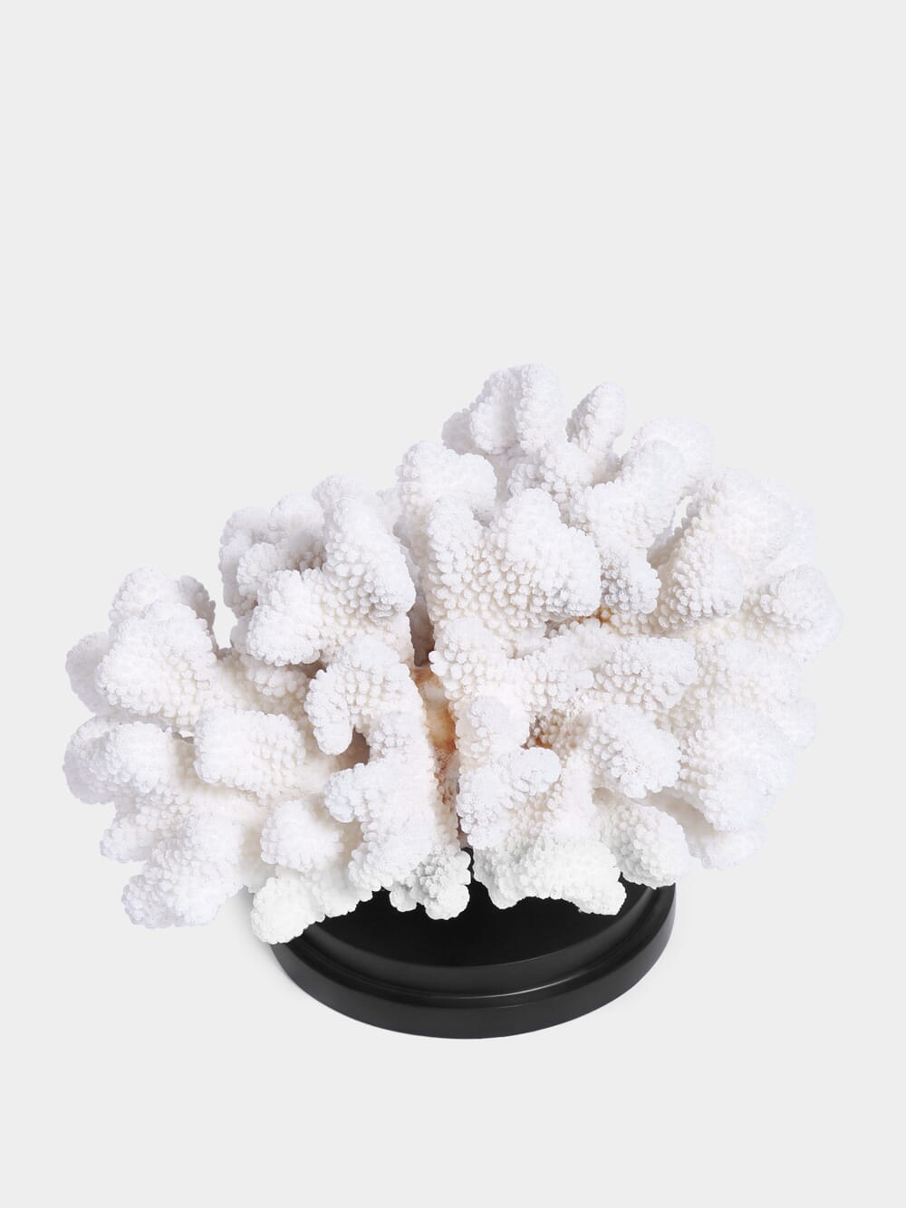 Coral Pocillopora Meandrina On Black Base