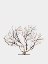 One of a Kind Black Gorgonian Sea Fan