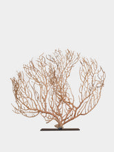 One of a Kind Yellow Gorgonian Sea Fan