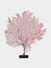 One of a Kind Red Gorgonian Sea Fan