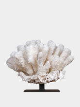 One of a Kind White Pocillopora Eydouxi Coral