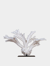 One of a Kind White Acropora Florida Coral