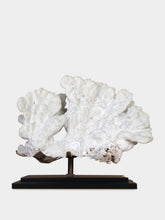 One of a Kind White Millepora Exaesa Fire Coral