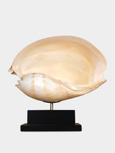 One of a Kind Beige Melo Amphora Shell