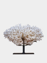 One of a Kind White Seriatopora Hystrix Bird Nest Coral