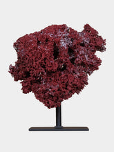One of a Kind Red Tubipora Musica Coral