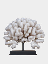One of a Kind Pocillopora Eydouxi Coral