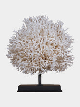 One of a Kind White Seriatopora Hystrix Bird Nest Coral