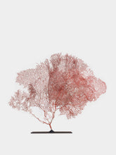 One of a Kind Red Gorgonian Tall Sea Fan