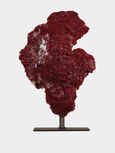 One of a Kind Tubipora Musica Coral