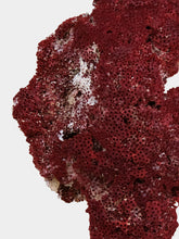 One of a Kind Tubipora Musica Coral