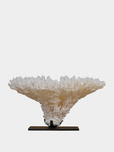 One of a Kind Acropora Latistella Coral
