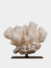 One of a Kind Pocillopora Eydouxi Coral