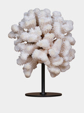 One of a Kind Pocillopora Meandrina Coral