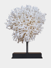 One of a Kind Seriatopora Hystrix and Bird Nest Coral